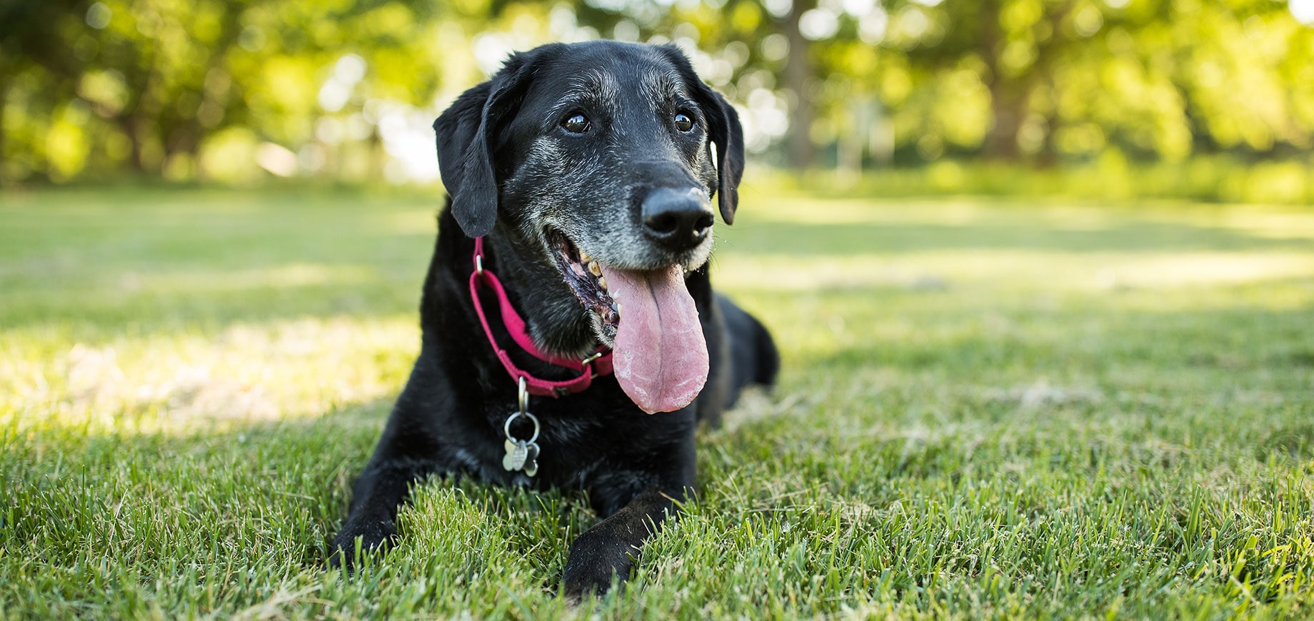Electric Dog Fences Revolutionize Pet Safety